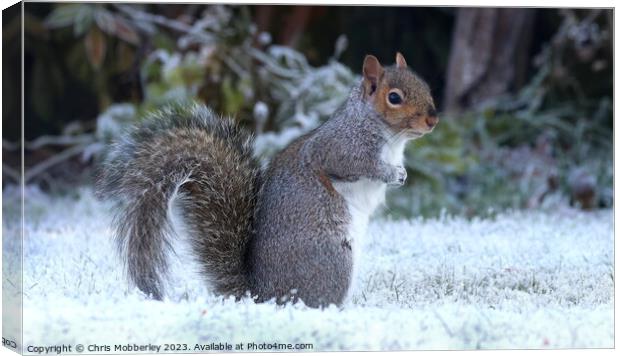 A squirrel in winter Canvas Print by Chris Mobberley