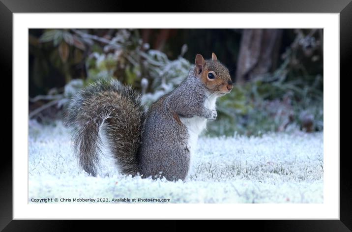 A squirrel in winter Framed Mounted Print by Chris Mobberley