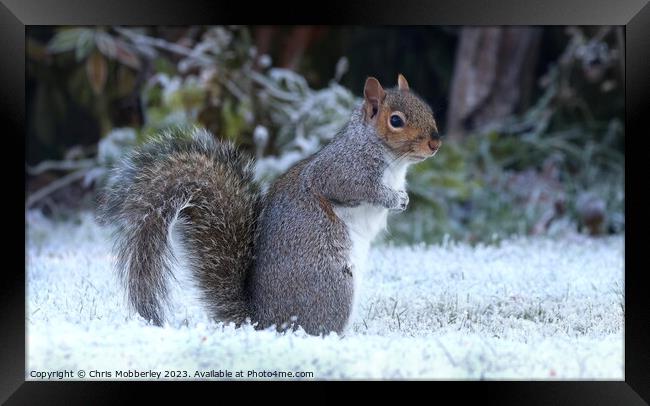 A squirrel in winter Framed Print by Chris Mobberley