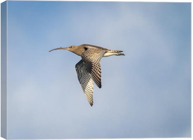Curlew in Flight. Canvas Print by Colin Allen