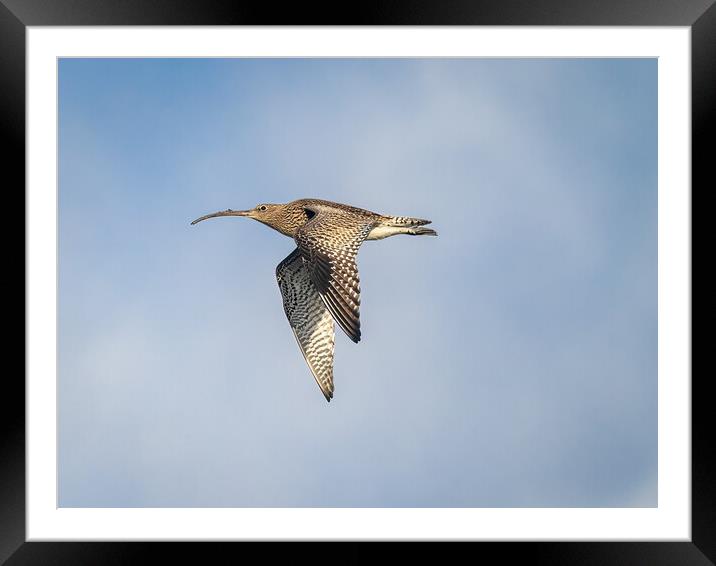 Curlew in Flight. Framed Mounted Print by Colin Allen