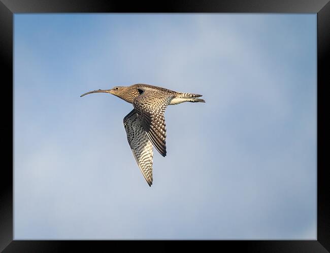 Curlew in Flight. Framed Print by Colin Allen