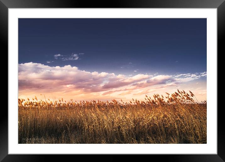 Reed in the wind Framed Mounted Print by Dejan Travica