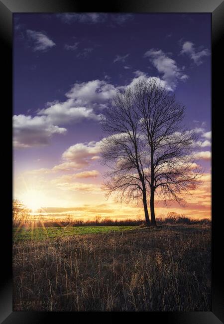 Lonely bare tree at sunset Framed Print by Dejan Travica