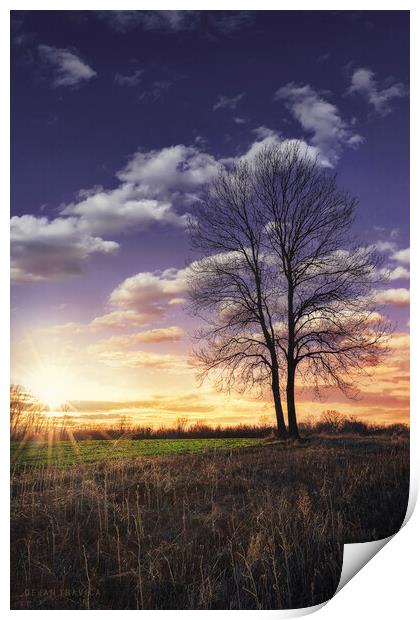 Lonely bare tree at sunset Print by Dejan Travica
