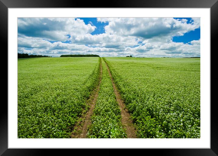 pathway through blooming buckwheat field Framed Mounted Print by Dave Reede