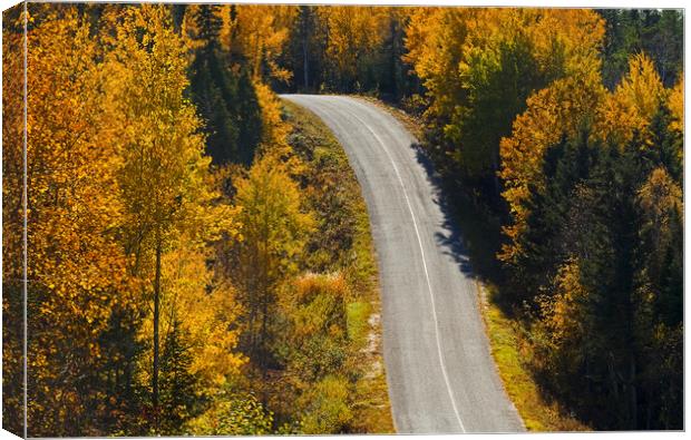 paved road going through forest Canvas Print by Dave Reede