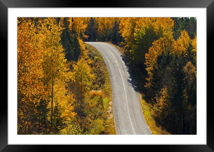 paved road going through forest Framed Mounted Print by Dave Reede