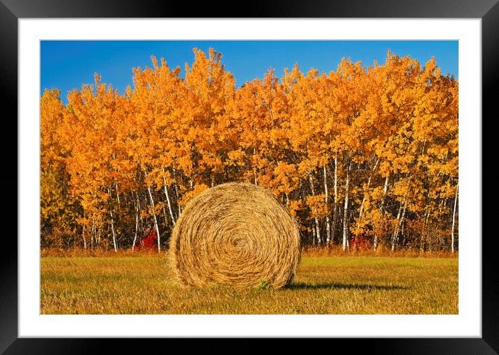 Hay Bale Framed Mounted Print by Dave Reede