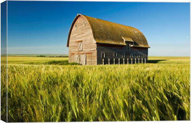 durum wheat field and old barn Canvas Print by Dave Reede