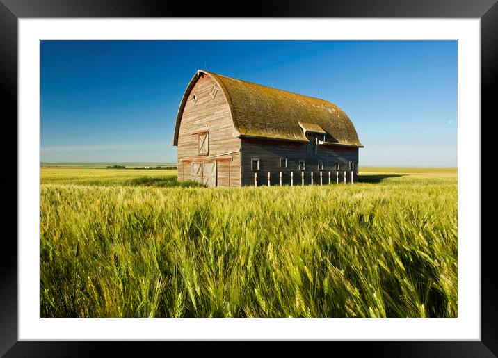 durum wheat field and old barn Framed Mounted Print by Dave Reede