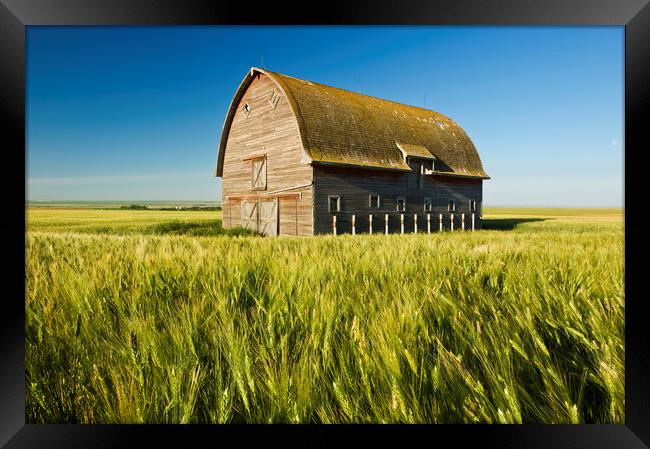durum wheat field and old barn Framed Print by Dave Reede