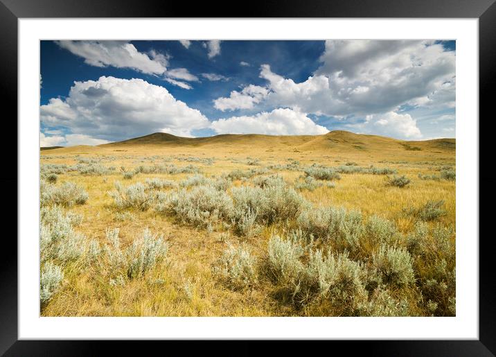 scrub land with sagebrush Framed Mounted Print by Dave Reede