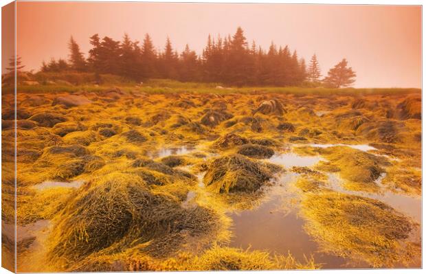rockweed along the coast at low tide Canvas Print by Dave Reede