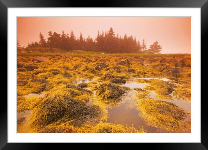 rockweed along the coast at low tide Framed Mounted Print by Dave Reede