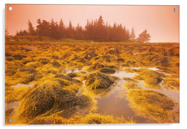 rockweed along the coast at low tide Acrylic by Dave Reede