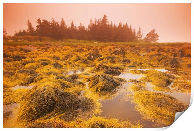 rockweed along the coast at low tide Print by Dave Reede
