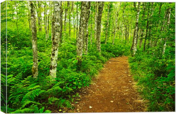 trail through forest Canvas Print by Dave Reede