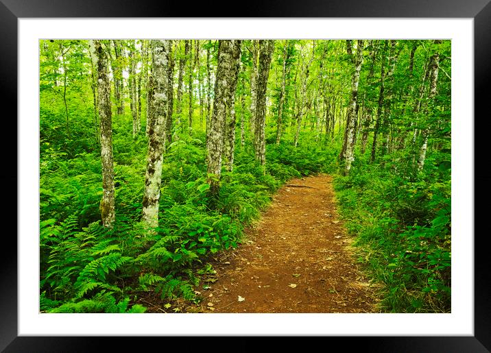 trail through forest Framed Mounted Print by Dave Reede