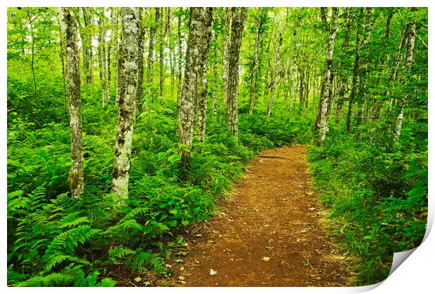 trail through forest Print by Dave Reede