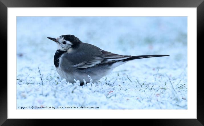 pied wagtail Framed Mounted Print by Chris Mobberley