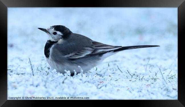 pied wagtail Framed Print by Chris Mobberley