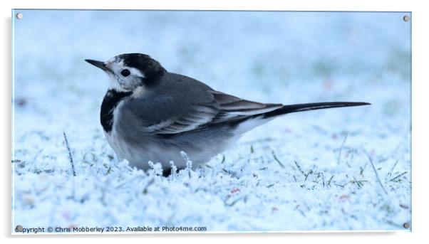 pied wagtail Acrylic by Chris Mobberley