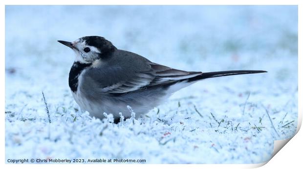 pied wagtail Print by Chris Mobberley