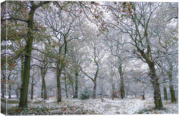 Winter Woodland Canvas Print by David Pringle