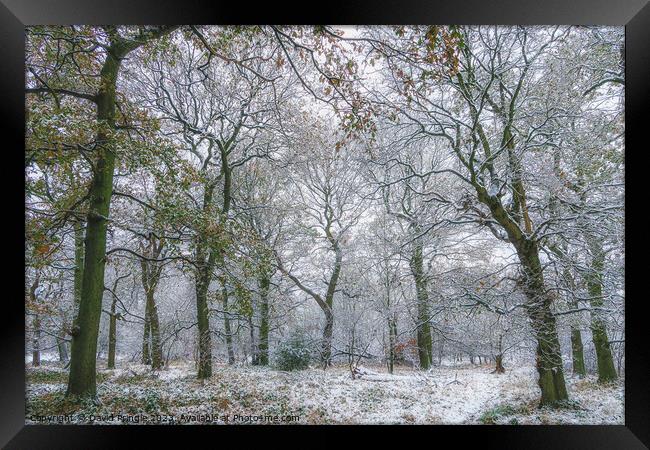 Winter Woodland Framed Print by David Pringle