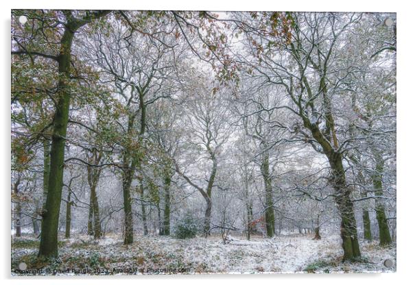 Winter Woodland Acrylic by David Pringle