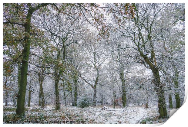 Winter Woodland Print by David Pringle