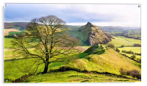 Chrome Hill Lone Tree ~ Derbyshire Peak District Acrylic by Tim Hill