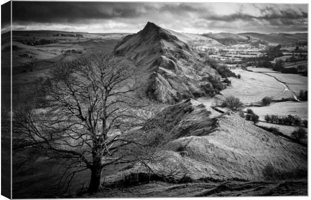Chrome Hill Lone Tree Black and White Canvas Print by Tim Hill