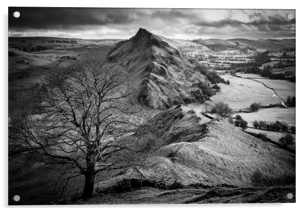 Chrome Hill Lone Tree Black and White Acrylic by Tim Hill