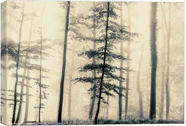 trees in the mist Canvas Print by Simon Johnson