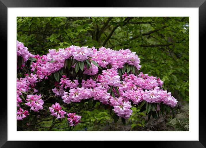 Blooming Flowers Of Rhododendron Argyrophyllum Framed Mounted Print by Artur Bogacki