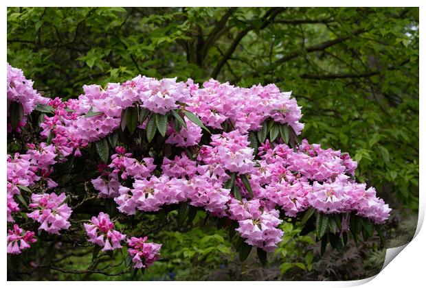 Blooming Flowers Of Rhododendron Argyrophyllum Print by Artur Bogacki