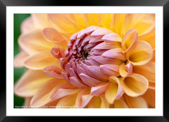 Pink and Orange Cactus dahlia Flower in bloom Framed Mounted Print by Dave Collins