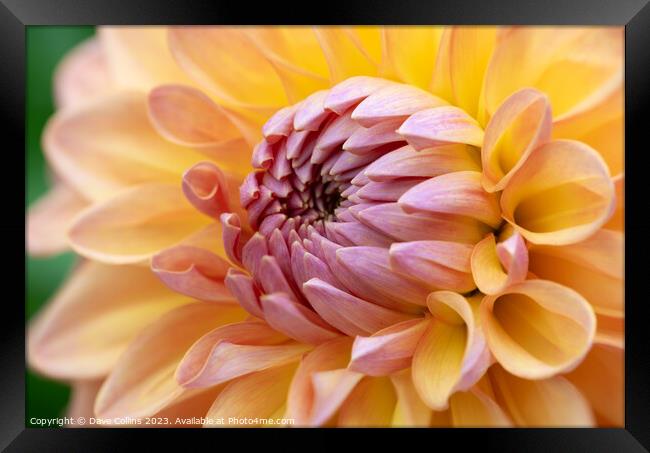 Pink and Orange Cactus dahlia Flower in bloom Framed Print by Dave Collins