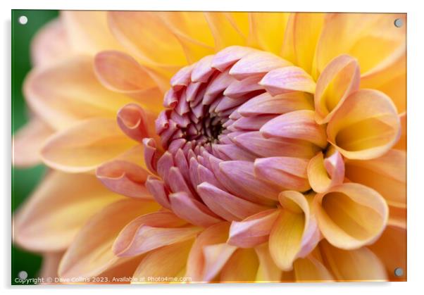 Pink and Orange Cactus dahlia Flower in bloom Acrylic by Dave Collins