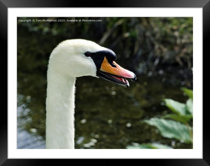 Swan Framed Mounted Print by Tom McPherson