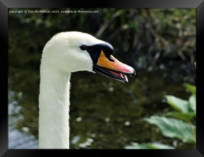 Swan Framed Print by Tom McPherson