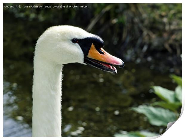 Swan Print by Tom McPherson