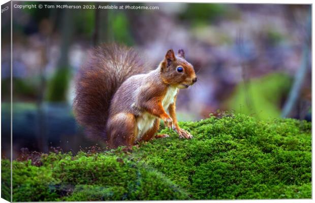 A red squirrel on mossy ground Canvas Print by Tom McPherson