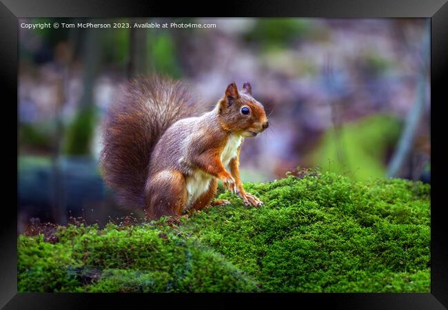 A red squirrel on mossy ground Framed Print by Tom McPherson