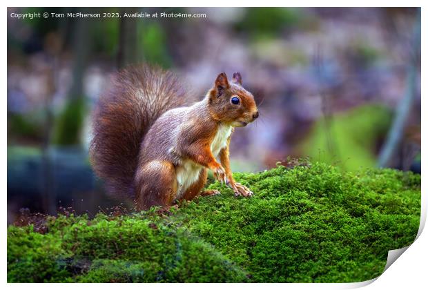 A red squirrel on mossy ground Print by Tom McPherson