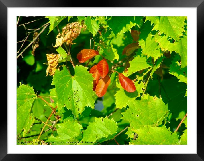 Colourful fall leaves Framed Mounted Print by Stephanie Moore