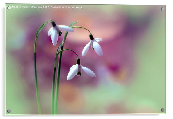Snowdrops Acrylic by Tom McPherson