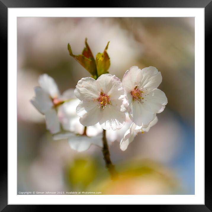 Plant flower Framed Mounted Print by Simon Johnson